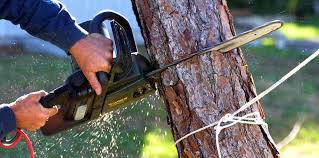 Best Commercial Tree Services  in Rolling Fork, MS