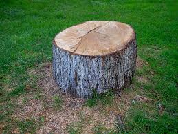 Best Tree Cabling and Bracing  in Rolling Fork, MS