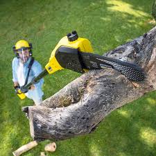 Best Tree Maintenance Programs  in Rolling Fork, MS