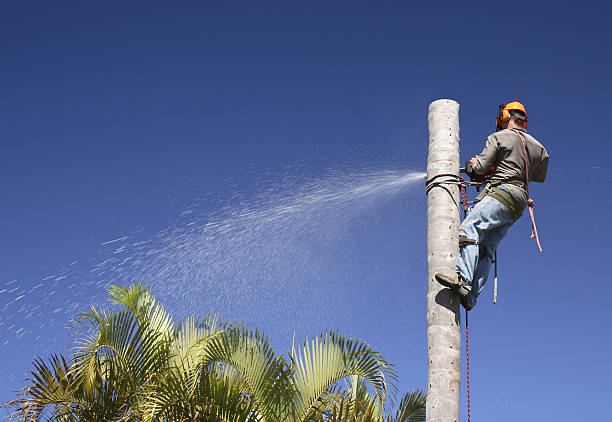 Best Utility Line Clearance  in Rolling Fork, MS