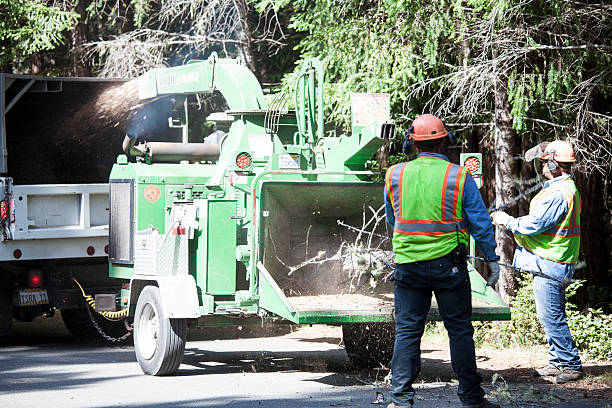 Best Firewood Processing and Delivery  in Rolling Fork, MS