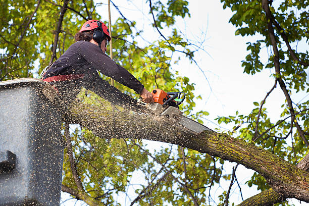 Best Tree Cabling and Bracing  in Rolling Fork, MS