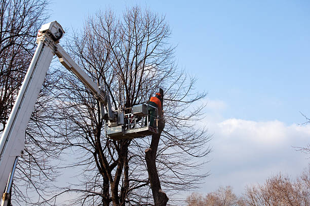Best Root Management and Removal  in Rolling Fork, MS